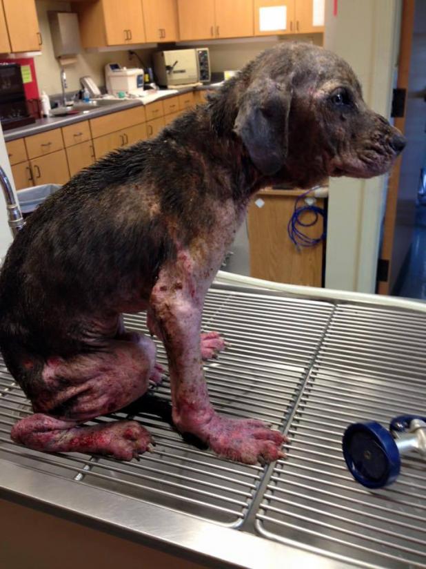 This puppy was brought to Old Hatchie Veterinary Clinic by a logger after the man discovered the puppy in a wooded area, chained to a tree, and left for dead. We are still working on gaining information on who left this puppy for dead. Article Image Alt Text