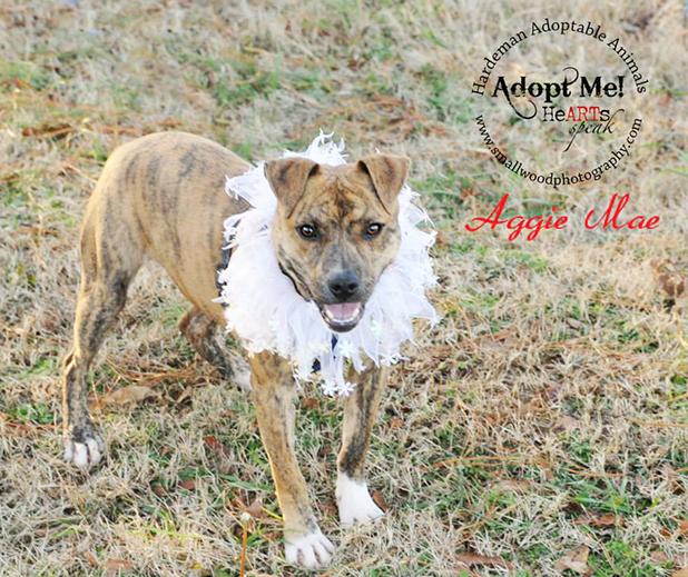 Aggie Mae named Pet of the Week Article Image Alt Text