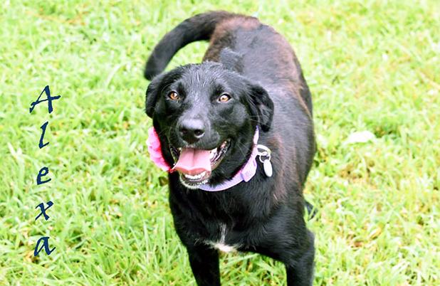 Alexa named Pet of the Week Article Image Alt Text