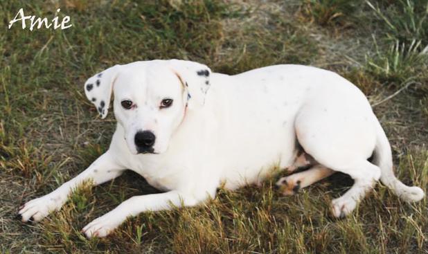 Amie named Pet of the Week Article Image Alt Text