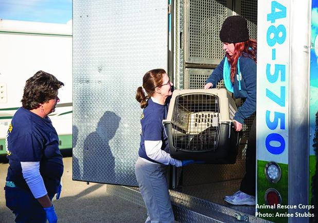 Animal Rescue Corps help rescue 19 dogs Article Image Alt Text