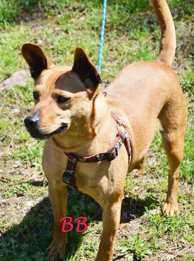 BB named Pet of the Week Article Image Alt Text