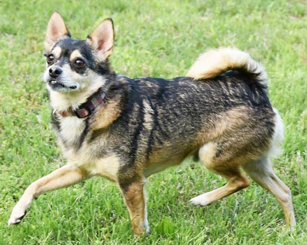Bandit named Pet of the Week Article Image Alt Text