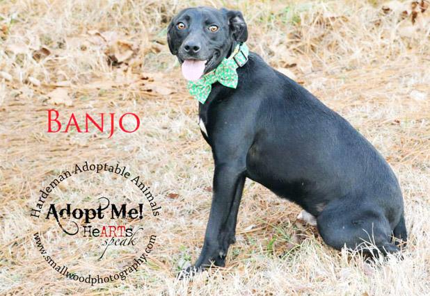 Banjo named Pet of the Week Article Image Alt Text