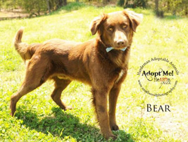 Bear named Pet of the Week Article Image Alt Text