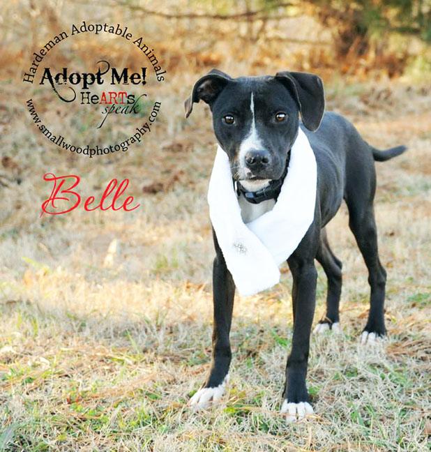 Belle named Pet of the Week Article Image Alt Text