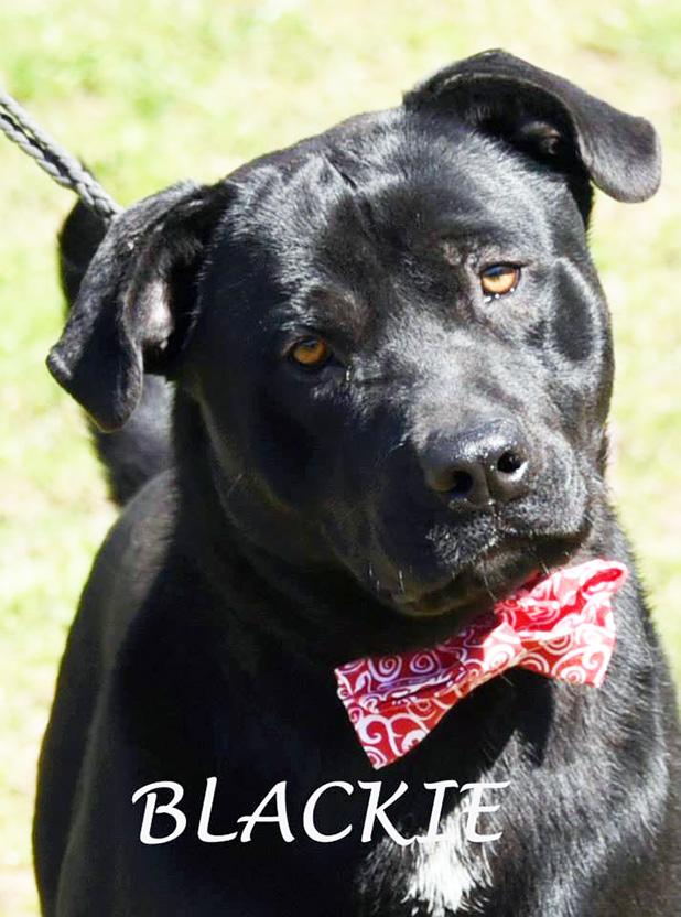 Blackie named Pet of the Week Article Image Alt Text