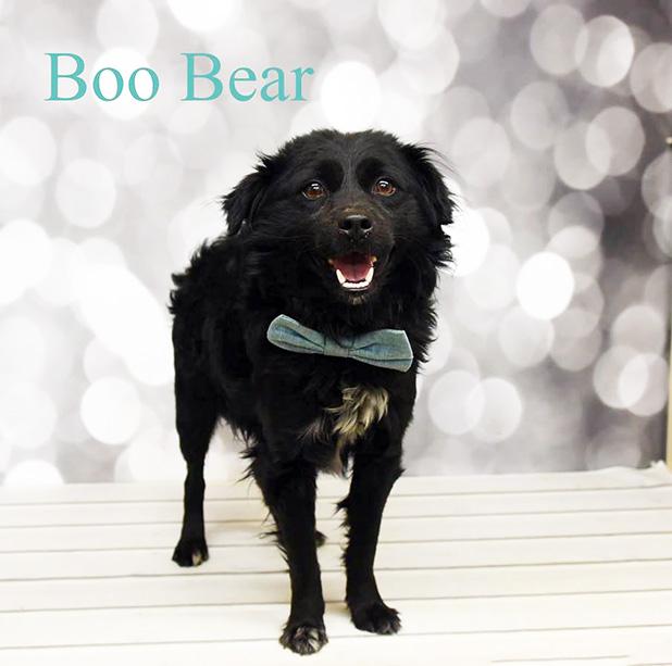 Boo Bear named Pet of the Week Article Image Alt Text