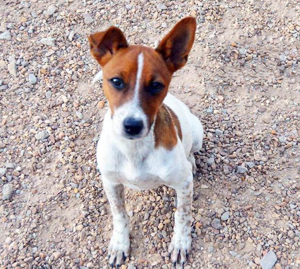 Brewsky named Pet of the Week Article Image Alt Text