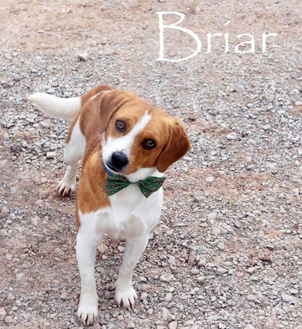 Briar named Pet of the Week Article Image Alt Text
