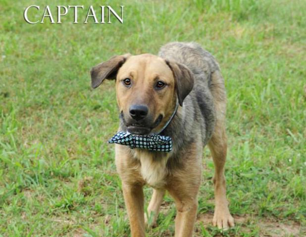 Captain named Pet of the Week Article Image Alt Text