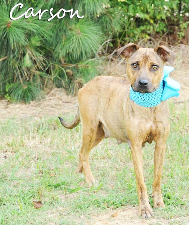 Carson named Pet of the Week Article Image Alt Text