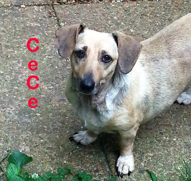 CeCe named Pet of the Week Article Image Alt Text