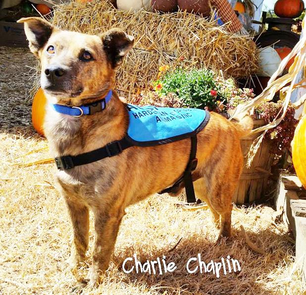 Charlie Chaplin named Pet of the Week Article Image Alt Text