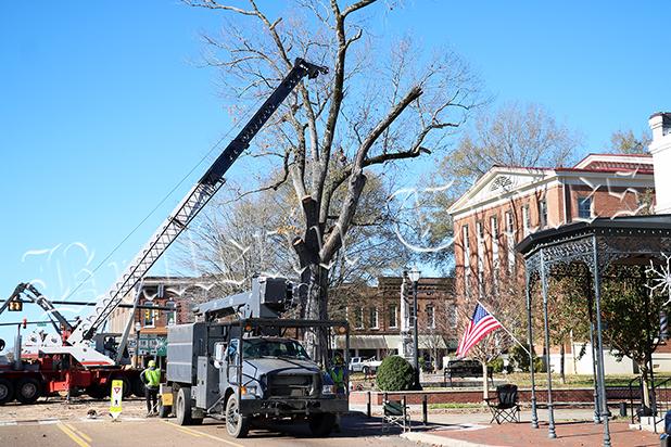 The decaying oak tree on the south side of the Hardeman County Courthouse was removed on November 17. The bidded process cost nearly $7,000 according to Hardeman County Mayor Jimmy Sain and the work was done by Memphis Tree Service. The tree measured 6’8” at the trunk. 