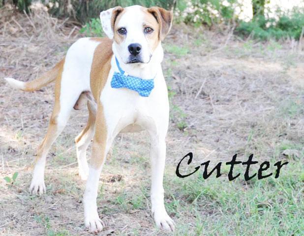 Cutter named Pet of the Week Article Image Alt Text