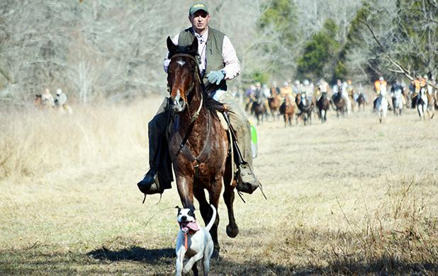 2016 Field Trials well underway Photo by Vera Courtney. Cole Train owned and handled by Dr. Fred Corder of Corinth, Miss. Dr. Corder and Cole Train at the afternoon road crossing with a large gallery behind.