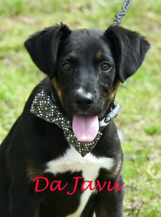 Da Javu named Pet of the Week Article Image Alt Text