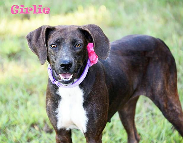 Girlie named Pet of the Week Article Image Alt Text