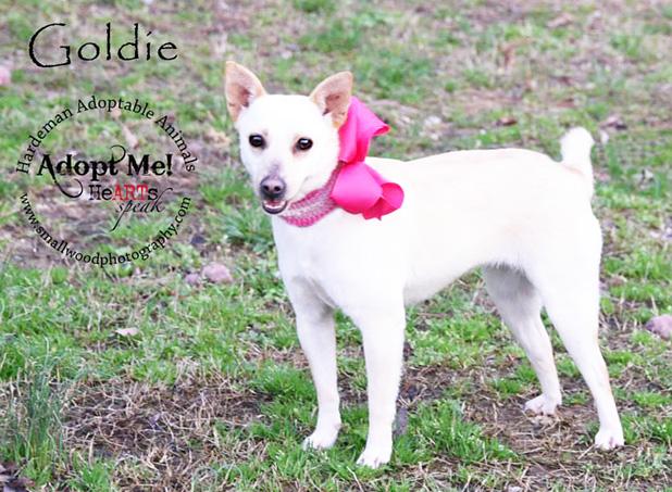 Goldie named Pet of the Week Article Image Alt Text