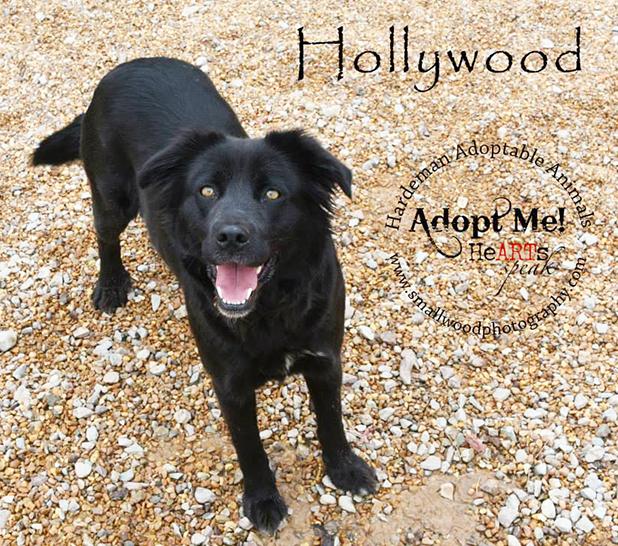 Hollywood named Pet of the Week Article Image Alt Text