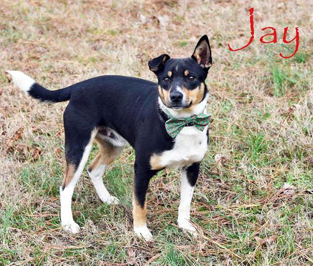 Jay named Pet of the Week Article Image Alt Text