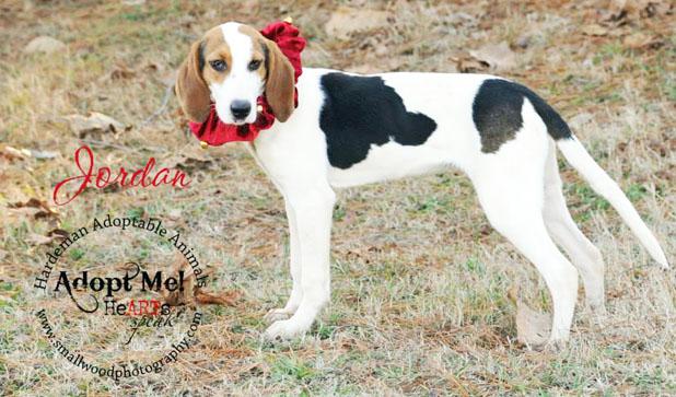 Jordan named Pet of the Week Article Image Alt Text