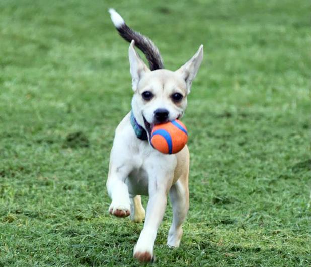 Khaleesi named Pet of the Week Article Image Alt Text