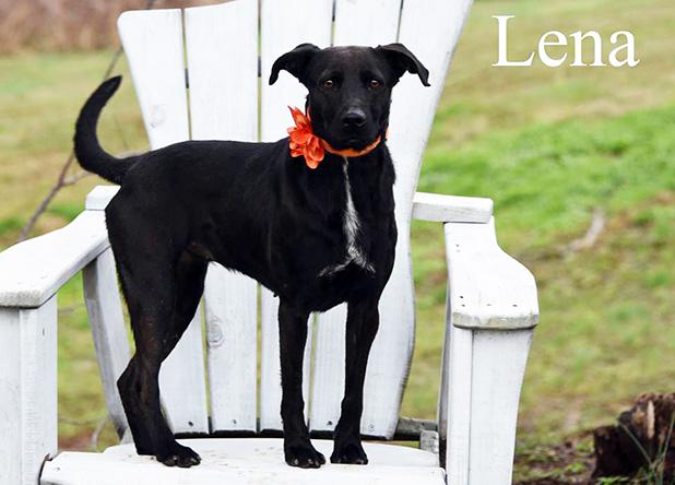 Lena named Pet of the Week Article Image Alt Text