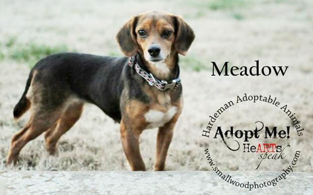 Meadow named Pet of the Week Article Image Alt Text