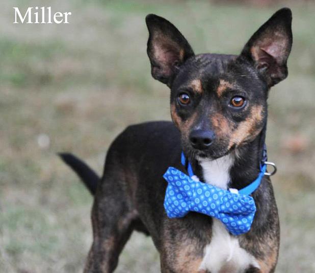 Miller named Pet of the Week Article Image Alt Text