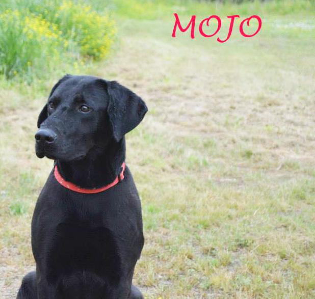 Mojo named Pet of the Week Article Image Alt Text