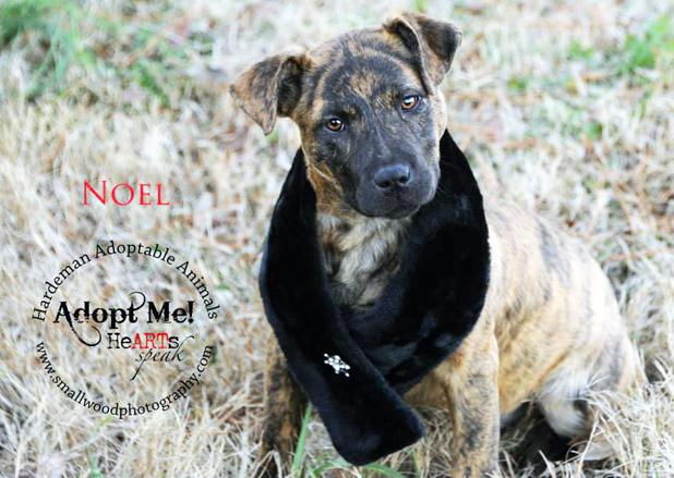 Noel named Pet of the Week Article Image Alt Text
