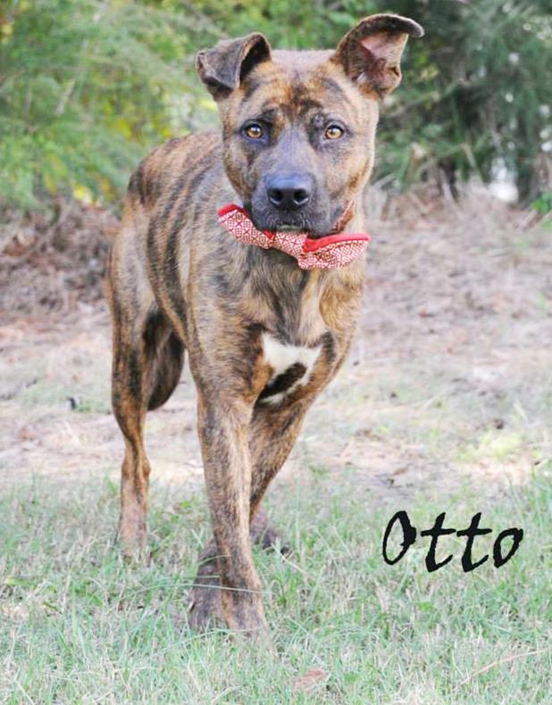 Otto named Pet of the Week Article Image Alt Text