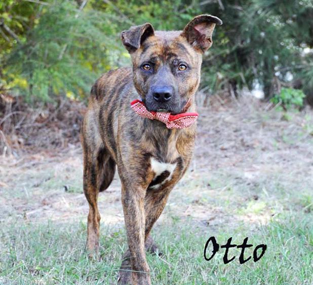 Otto named Pet of the Week Article Image Alt Text