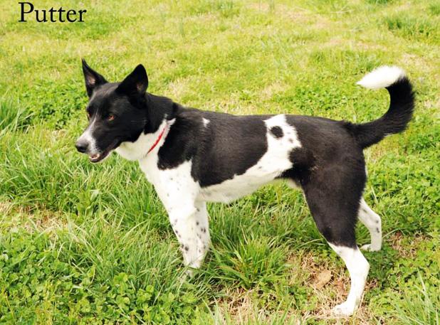 Putter and Zelda named Pets of the Week Putter