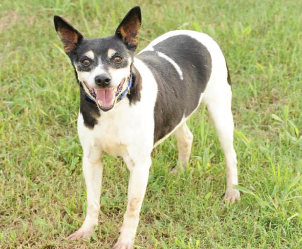 Rambo named Pet of the Week Article Image Alt Text
