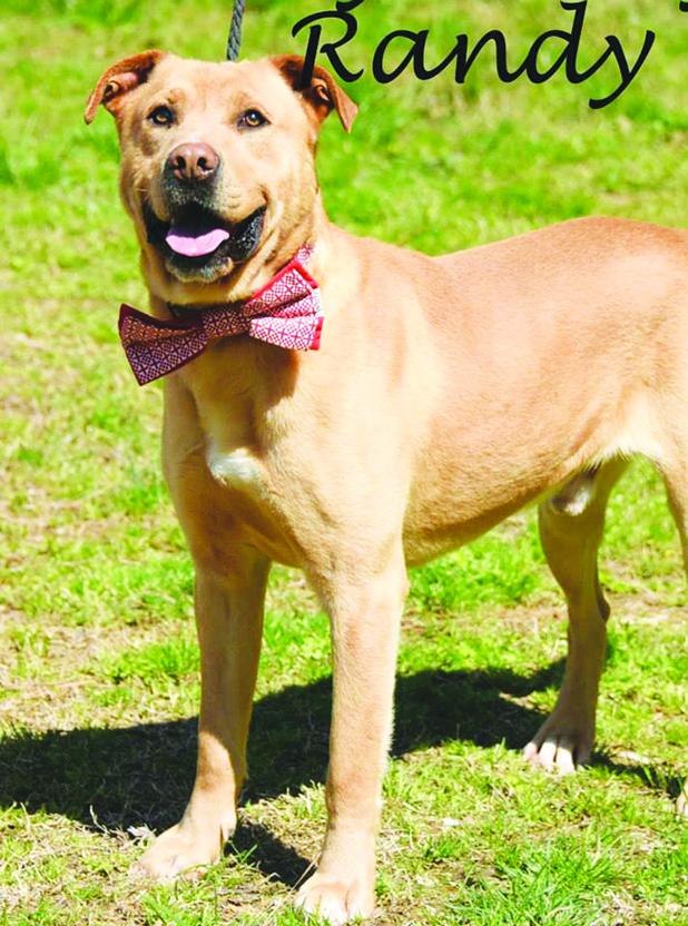 Randy named Pet of the Week Article Image Alt Text