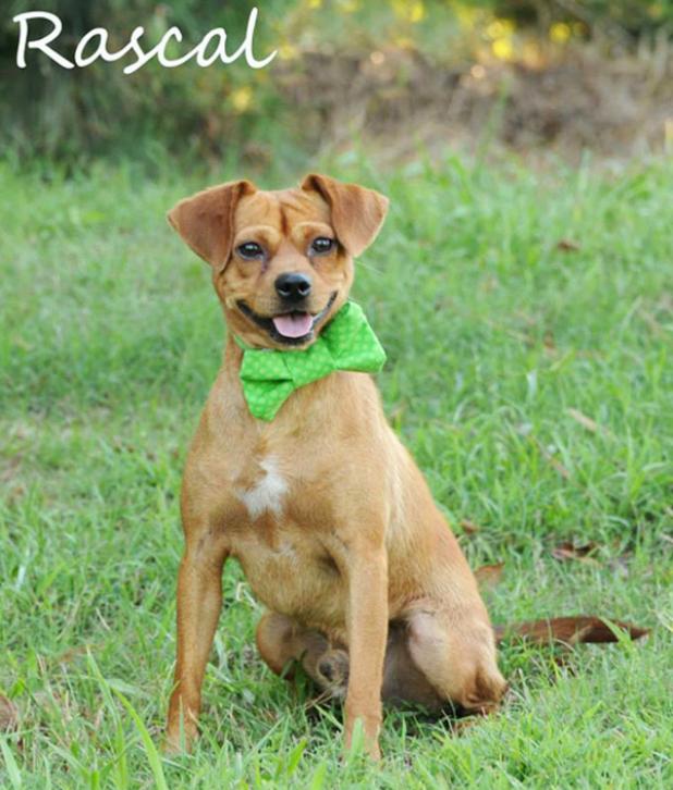 Rascal named Pet of the Week Article Image Alt Text