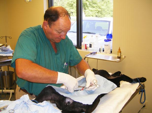 Dr. Frank Wilhite is shown performing spay surgery at the Old Hatchie Veterinary Clinic.