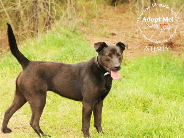 Stimpy named Pet of the Week Article Image Alt Text