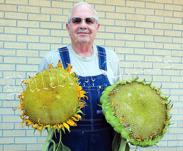 Sunshine, Seeds and a few Surprises Article Image Alt Text