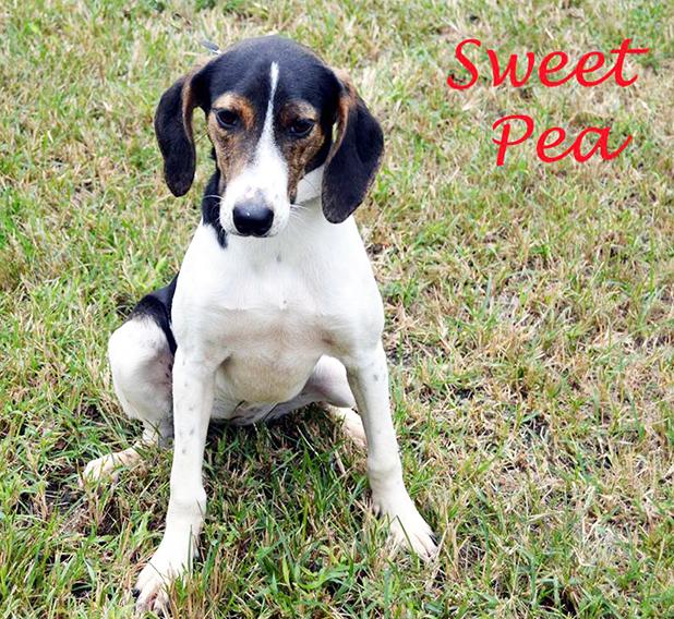 Sweet Pea named Pet of the Week Article Image Alt Text