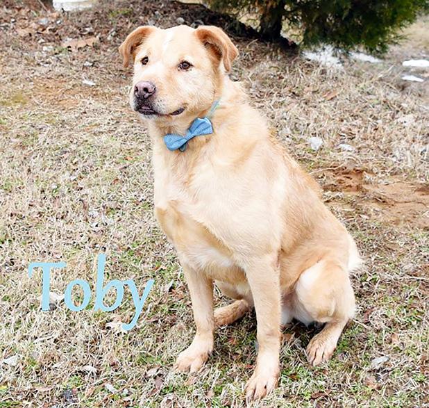 Adoptable Animal of the Week Article Image Alt Text