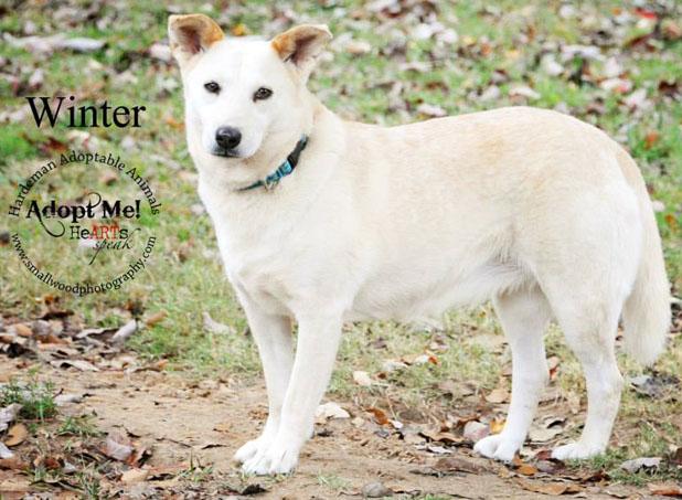 Winter named Pet of the Week Article Image Alt Text