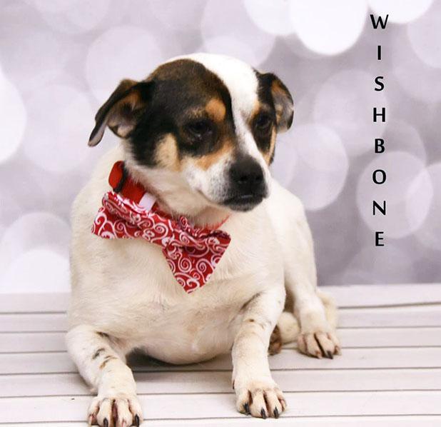 Wishbone named Pet of the Week Article Image Alt Text