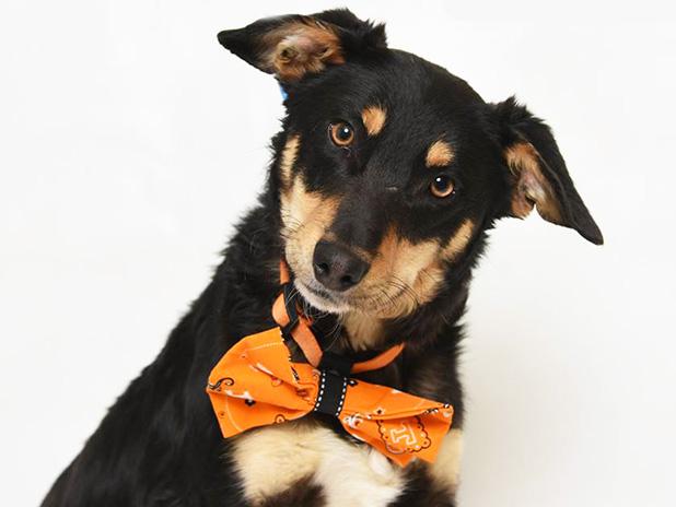 Adoptable Animal of the Week Article Image Alt Text