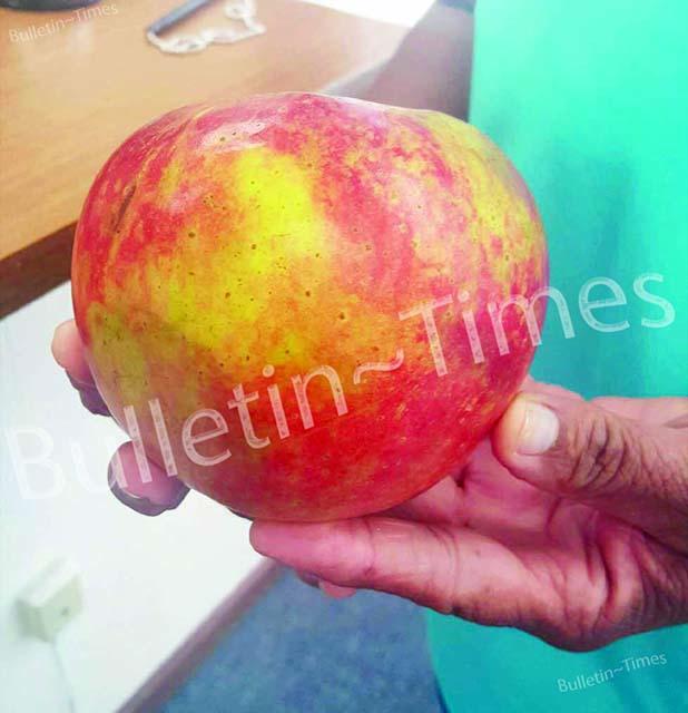 Big apples grown in Bolivar This Arkansas Black apple was grown by Charlie Woods, English St. in Bolivar. A friend from Hickory Valley recommended him to grow the apples years ago. Woods has several trees that grows large apples, but this is the largest he has seen this season.