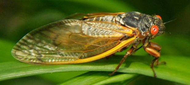 There’s millions of cicadas singing Adult cicada from the 13-year brood currently emerging in Middle Tennessee (John Russell/Vanderbilt)
