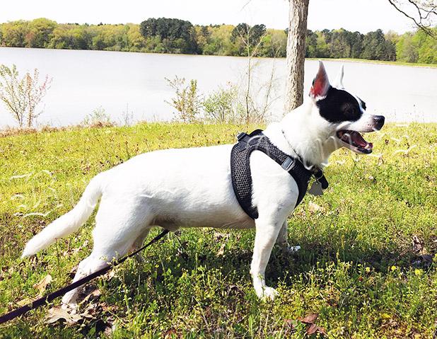 Every Dog Can Still Have His Lake Article Image Alt Text